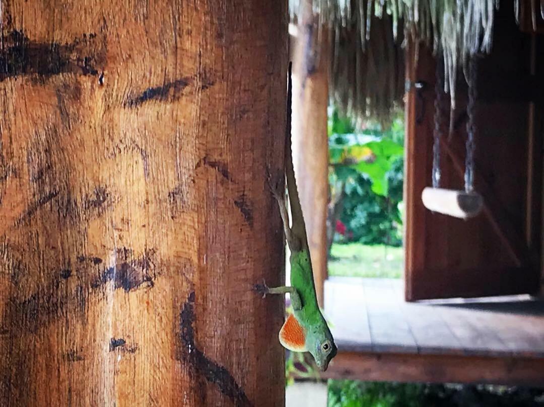 Samana Ecolodge Эль-Лимон Экстерьер фото